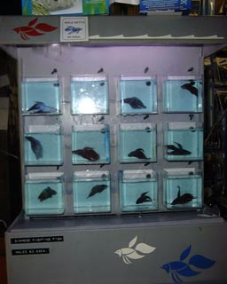 Betta Rack