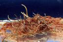 Blackworm Tubifex