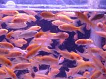 Feeder Goldfish