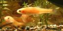 Rosy Red Minnow