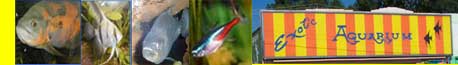 Exotic Picture Banner