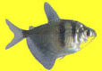 Black Tetra