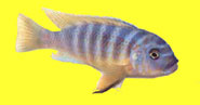 Blue Zebra