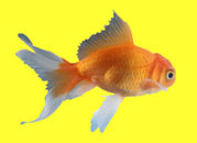 Goldfish