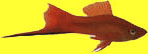 marigold Swordtail
